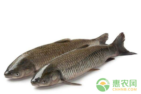 <a href='http://www.iweekee.cn/t/163842.html' class='j-href' target='_blank'><span style='color:#FF8001'>水產(chǎn)魚藥</span></a>的使用技巧：教你幾招提高魚藥療效！