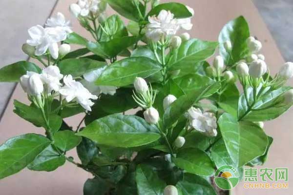 茉莉花怎么養(yǎng)?茉莉花四季養(yǎng)殖技巧及注意事項(xiàng)