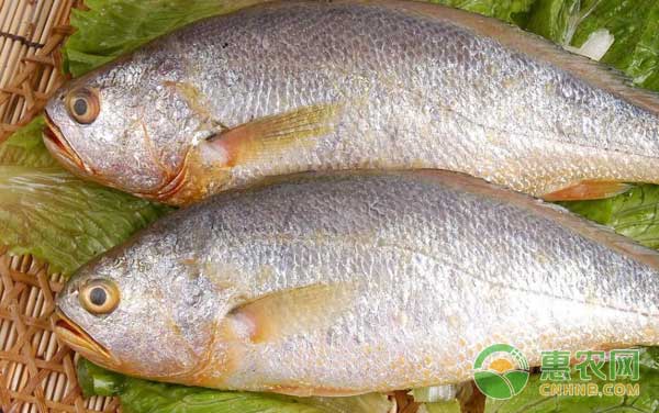 大黃魚主要病害防治及魚場疾病預(yù)防措施