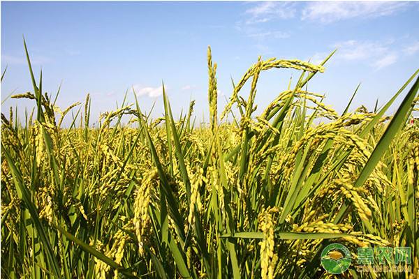 水稻種植管理技術解答水稻種植過程中常見問題