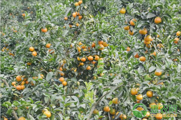 砂糖橘黑刺粉虱虫害的症状及其防治措施