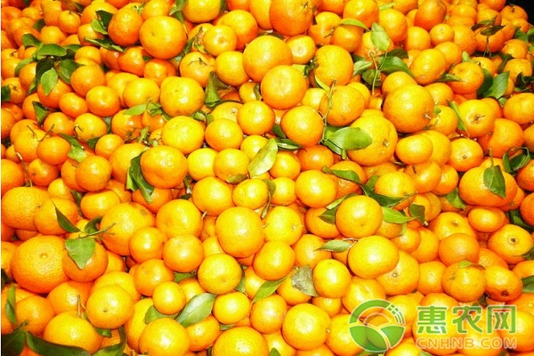 砂糖橘黑刺粉虱虫害的症状及其防治措施