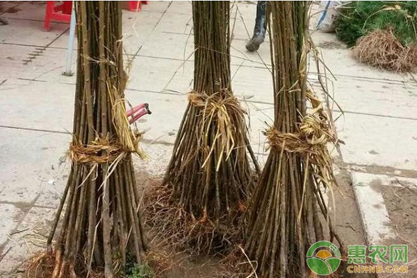 南方地區(qū)桃和辣椒套種的高效栽培模式
