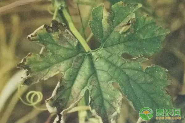10種苦瓜常見病害的識別與區(qū)別（附高清圖譜）