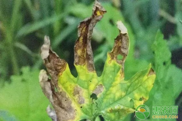 10種苦瓜常見病害的識別與區(qū)別（附高清圖譜）