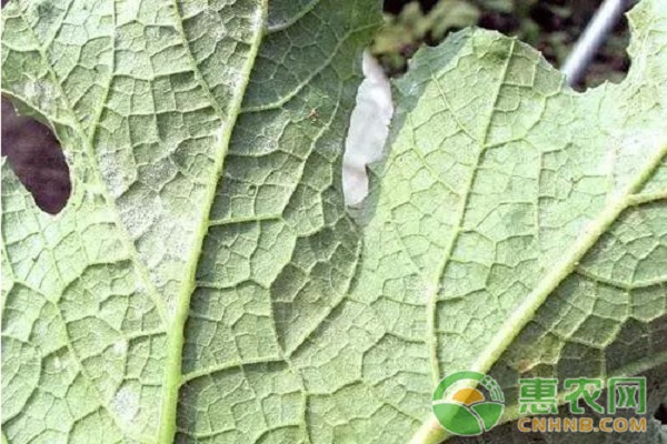 10種苦瓜常見病害的識別與區(qū)別（附高清圖譜）