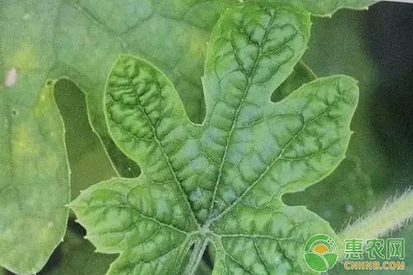 10種苦瓜常見病害的識別與區(qū)別（附高清圖譜）