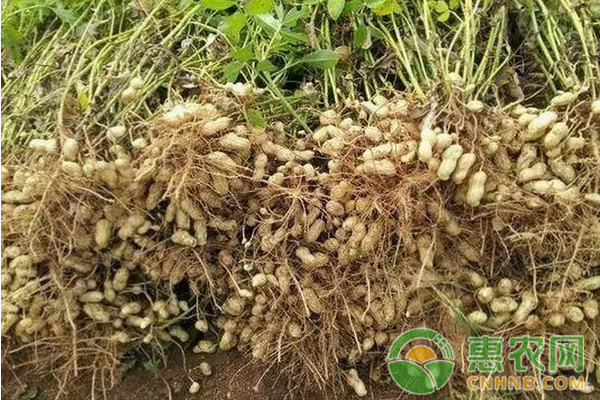 蓋膜大蒜—花生一年兩熟高效高產(chǎn)栽培模式