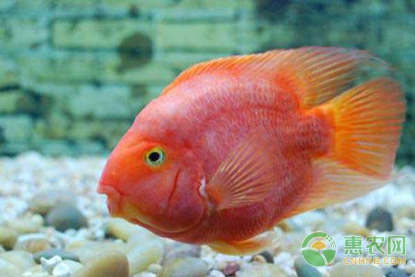 觀賞魚養(yǎng)殖：紅魔鬼魚繁殖及飼養(yǎng)方法