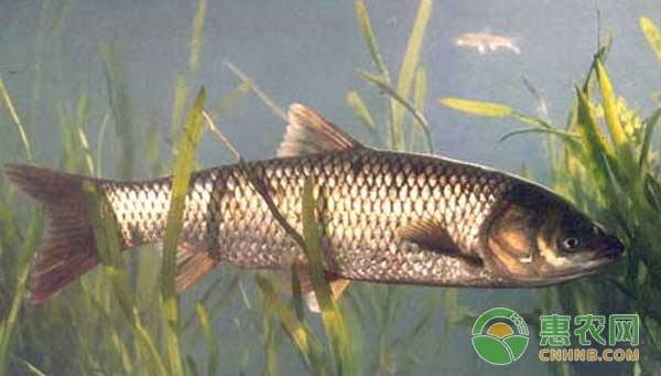 淡水魚白皮病發(fā)生的原因及防治技術(shù)