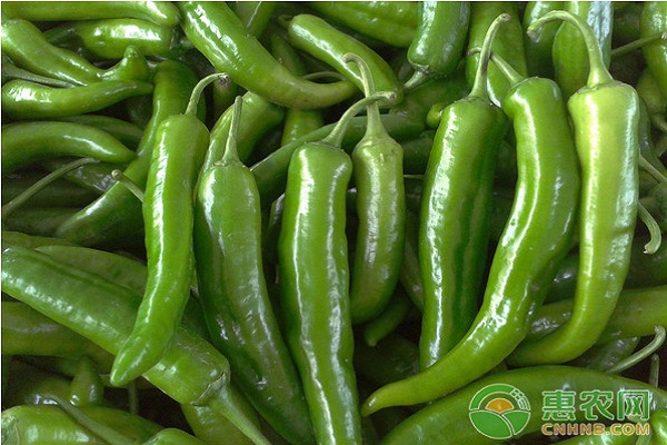辣椒高效高產(chǎn)種植管理技術(shù)