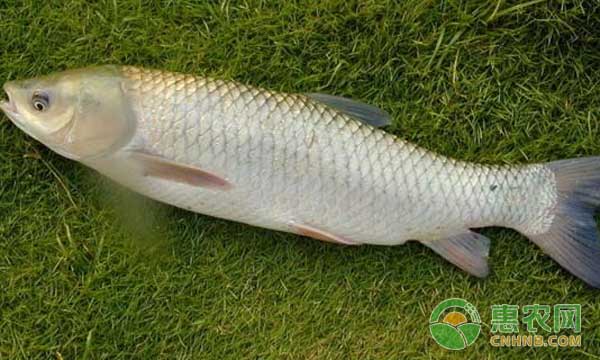 淡水<a href='http://www.iweekee.cn/p/yubai/' class='j-href' target='_blank'><span style='color:#FF8001'>魚白</span></a>皮病發(fā)生的原因及防治技術(shù)