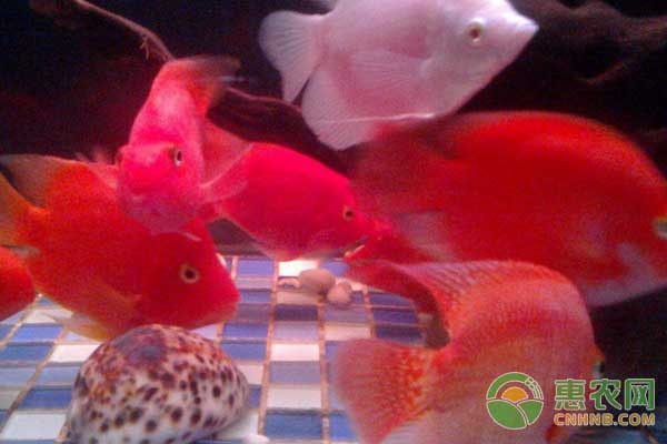 觀賞魚養(yǎng)殖：紅魔鬼魚繁殖及飼養(yǎng)方法
