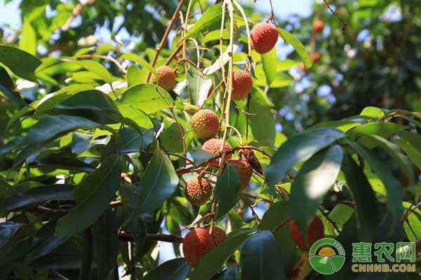 荔枝、火龍果林下套種雞血藤栽培技術(shù)