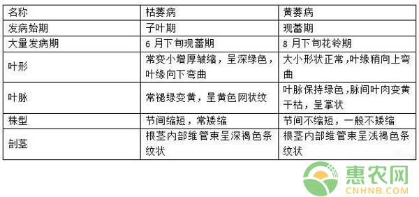 怎么區(qū)分黃萎病和枯萎??？黃萎病和枯萎病的區(qū)別有哪些？