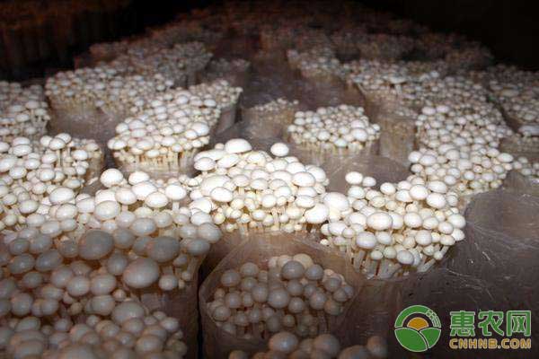 能提高经济收益80%的金针菇栽培技术