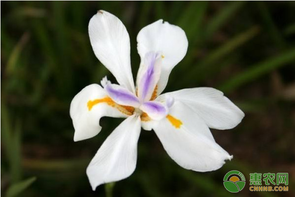 射干怎么種植？射干高效種植技術(shù)