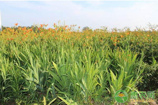 射干怎么種植？射干高效種植技術(shù)