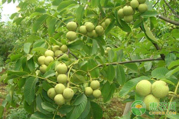 核桃高位雙斜鋸砧嫁接技術(shù)