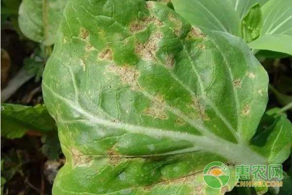 大白菜有哪些常見(jiàn)病害？大白菜常見(jiàn)病害及其防治方法