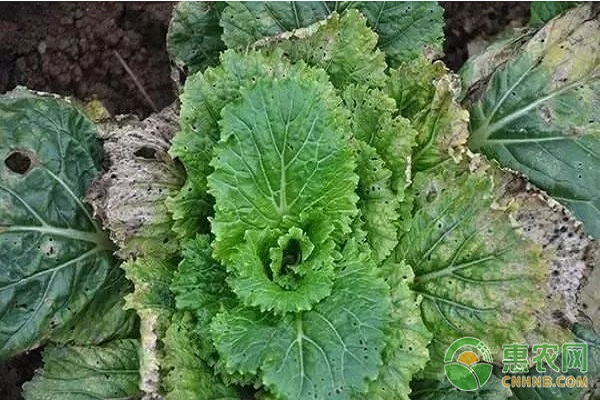 大白菜有哪些常見(jiàn)病害？大白菜常見(jiàn)病害及其防治方法