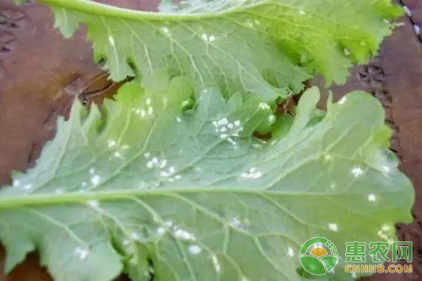 大白菜有哪些常見(jiàn)病害？大白菜常見(jiàn)病害及其防治方法