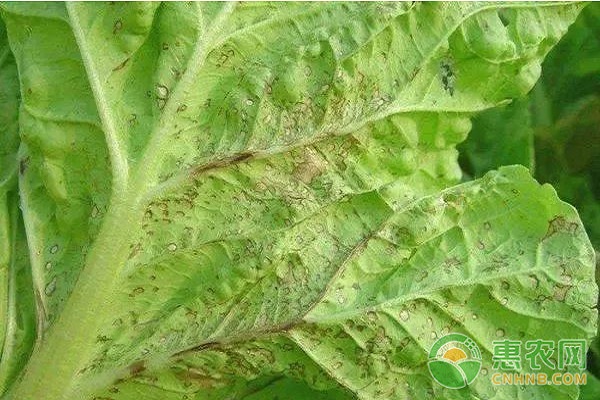 大白菜有哪些常見(jiàn)病害？大白菜常見(jiàn)病害及其防治方法