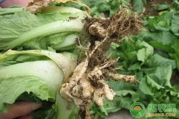大白菜有哪些常見(jiàn)病害？大白菜常見(jiàn)病害及其防治方法