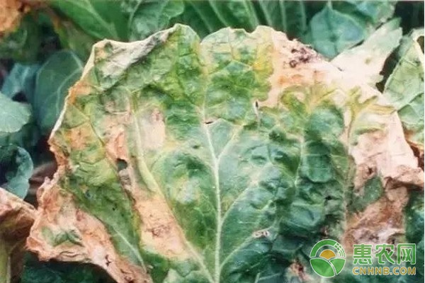 大白菜有哪些常見(jiàn)病害？大白菜常見(jiàn)病害及其防治方法