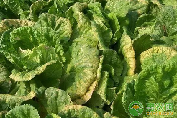 大白菜有哪些常見(jiàn)病害？大白菜常見(jiàn)病害及其防治方法