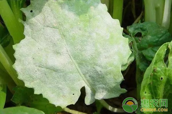 大白菜有哪些常見(jiàn)病害？大白菜常見(jiàn)病害及其防治方法