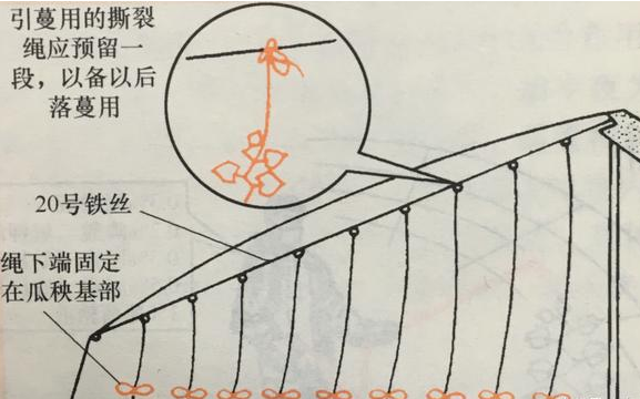 如何提高黃瓜產(chǎn)量？大棚黃瓜高產(chǎn)種植技術(shù)