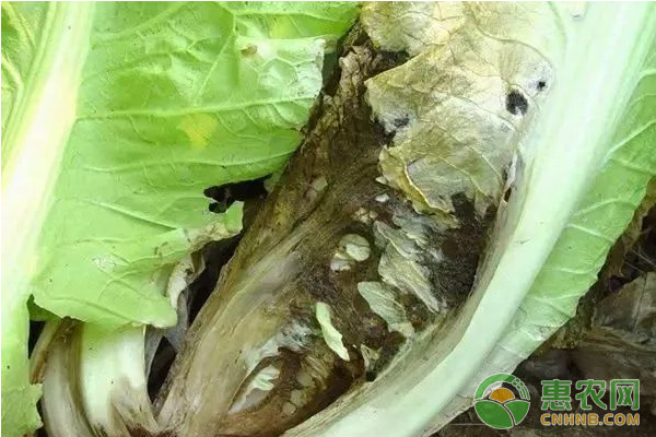 大白菜有哪些常見(jiàn)病害？大白菜常見(jiàn)病害及其防治方法