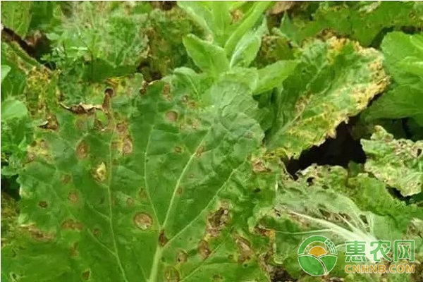 大白菜有哪些常見(jiàn)病害？大白菜常見(jiàn)病害及其防治方法