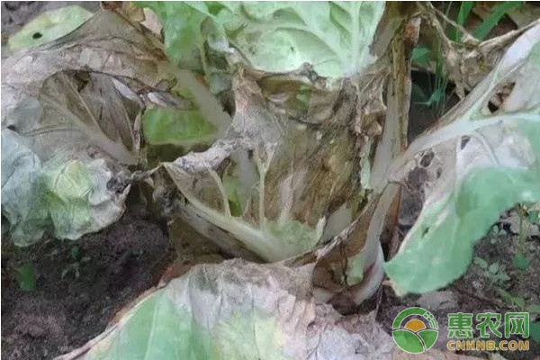 大白菜有哪些常見(jiàn)病害？大白菜常見(jiàn)病害及其防治方法