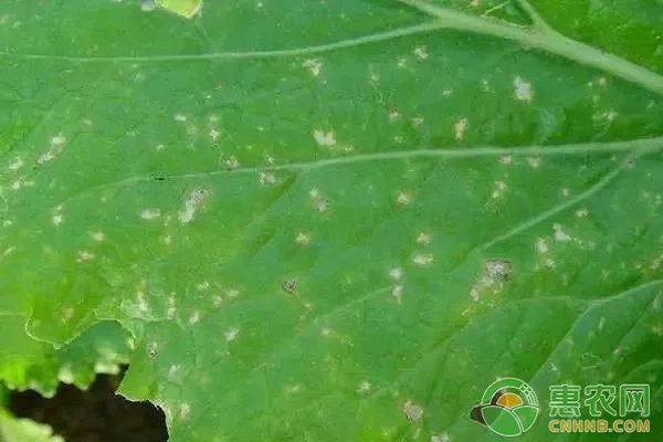 大白菜有哪些常見(jiàn)病害？大白菜常見(jiàn)病害及其防治方法