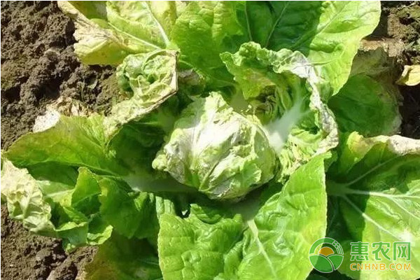 大白菜有哪些常見(jiàn)病害？大白菜常見(jiàn)病害及其防治方法