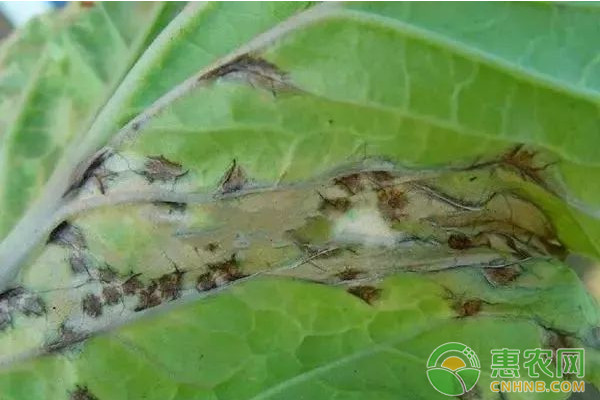 大白菜有哪些常見(jiàn)病害？大白菜常見(jiàn)病害及其防治方法