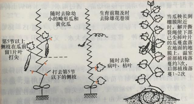 如何提高黃瓜產(chǎn)量？大棚黃瓜高產(chǎn)種植技術(shù)