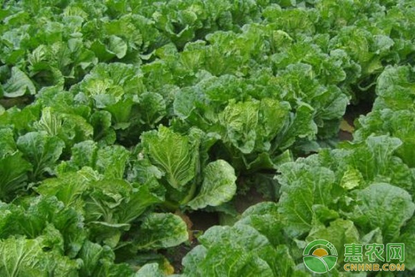 大白菜有哪些常見(jiàn)病害？大白菜常見(jiàn)病害及其防治方法