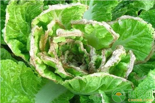 大白菜有哪些常見(jiàn)病害？大白菜常見(jiàn)病害及其防治方法