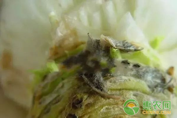 大白菜有哪些常見(jiàn)病害？大白菜常見(jiàn)病害及其防治方法