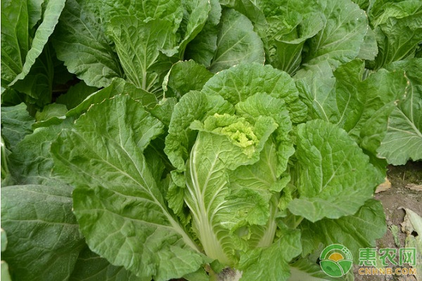 大白菜有哪些常見(jiàn)病害？大白菜常見(jiàn)病害及其防治方法