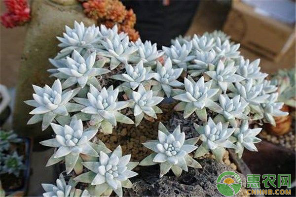 多肉植物养殖