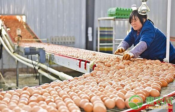 蛋雞養(yǎng)殖