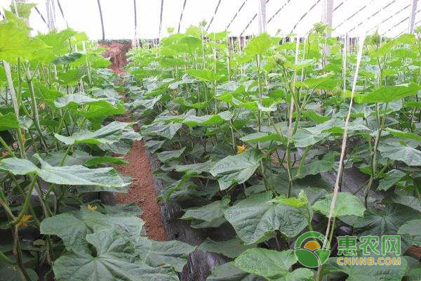 種植黃瓜缺素怎么辦?黃瓜葉面肥使用注意事項