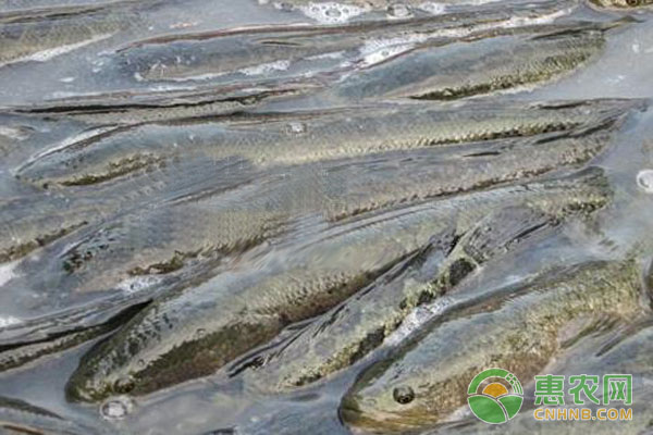 親魚養(yǎng)殖