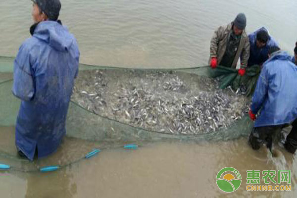 親魚越冬管理