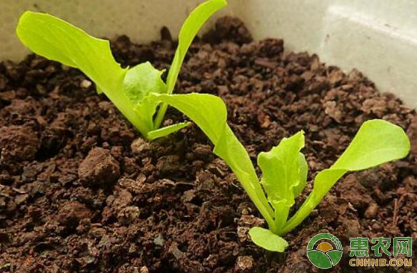陽臺(tái)生菜種植