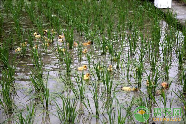 淺析"稻鴨共作"綠色生態(tài)種植水稻模式的研究與優(yōu)點(diǎn)